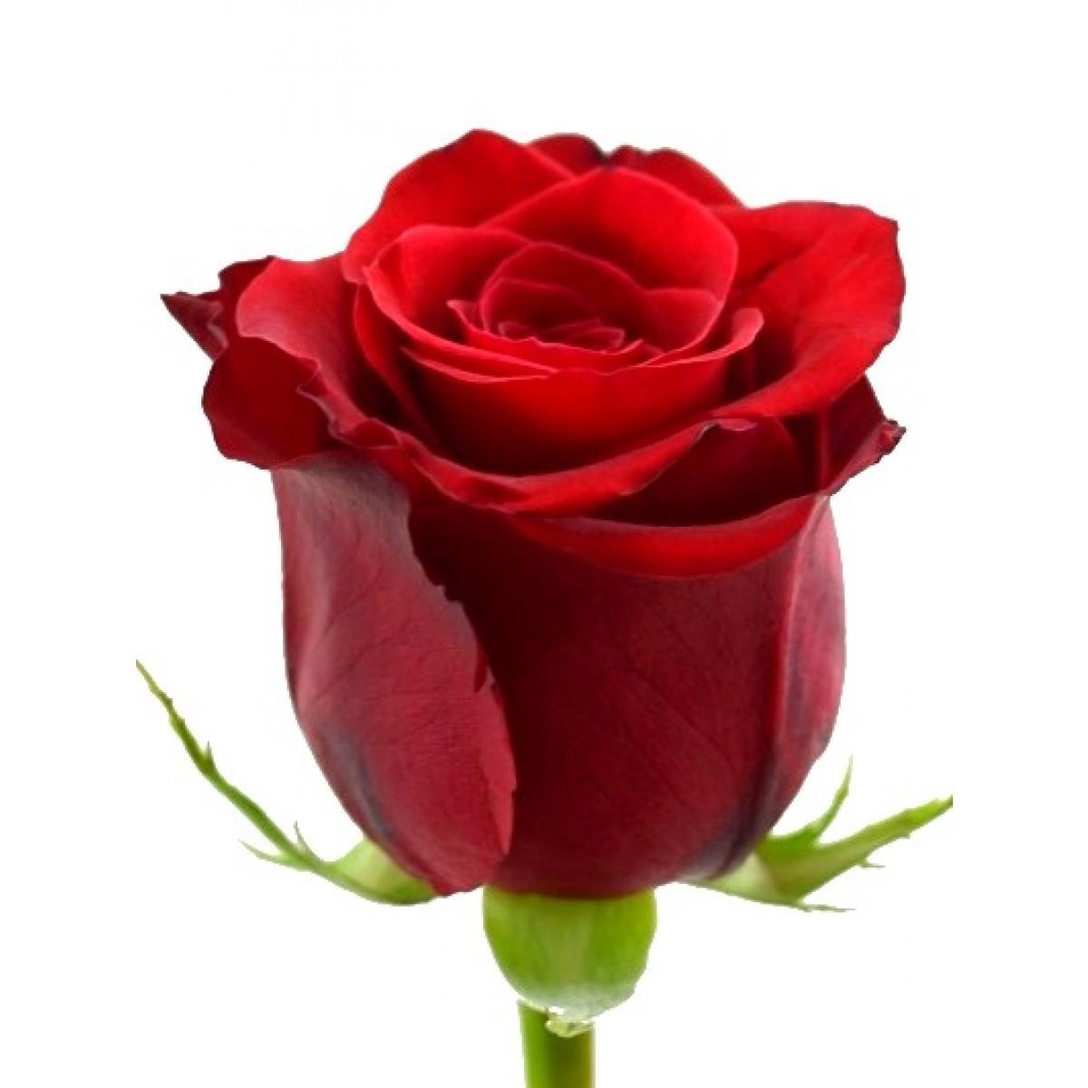 Imagen 40